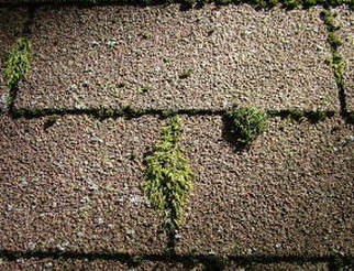 Moss Growing on Shingles Chesterfield VA Roofing Chesterfield VA
