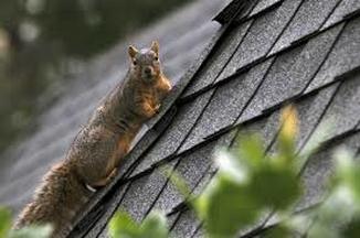 Squirrels Cause Damage to Roofs Chesterfield VA Roofing Chesterfield VA